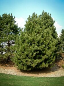 Сосна Чёрная (Pinus Nigra) купить по цене от 270.00р. в интернет-магазине «Посадика» с доставкой почтой в в Радужныйе и по всей России – [изображение №1].