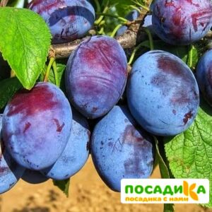 Слива Чачакская ранняя купить по цене от 229.00р. в интернет-магазине «Посадика» с доставкой почтой в в Радужныйе и по всей России – [изображение №1].