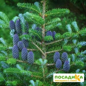 Пихта корейская (Abies koreana) купить по цене от 450.00р. в интернет-магазине «Посадика» с доставкой почтой в в Радужныйе и по всей России – [изображение №1].