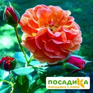 Роза Арабия купить по цене от 350.00р. в интернет-магазине «Посадика» с доставкой почтой в в Радужныйе и по всей России – [изображение №1].