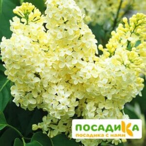 Сирень Примроуз (Primrose) купить по цене от 529.00р. в интернет-магазине «Посадика» с доставкой почтой в в Радужныйе и по всей России – [изображение №1].