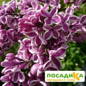 Сирень Сенсация купить по цене от 529.00р. в интернет-магазине «Посадика» с доставкой почтой в в Радужныйе и по всей России – [изображение №1].