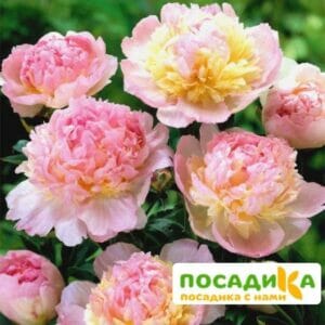 Пион Распберри Сандей (Paeonia Raspberry Sundae) купить по цене от 959р. в интернет-магазине «Посадика» с доставкой почтой в в Радужныйе и по всей России – [изображение №1].