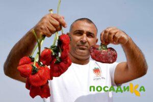 Клубника Гигант Джорнея купить по цене от 266р. в интернет-магазине «Посадика» с доставкой почтой в в Радужныйе и по всей России – [изображение №1].