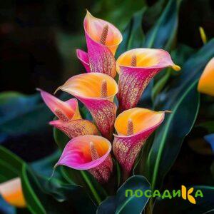 Калла Оникс купить по цене от 450р. в интернет-магазине «Посадика» с доставкой почтой в в Радужныйе и по всей России – [изображение №1].
