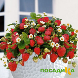 Клубника Рубиновый Шепот (горшечная) купить по цене от 240р. в интернет-магазине «Посадика» с доставкой почтой в в Радужныйе и по всей России – [изображение №1].