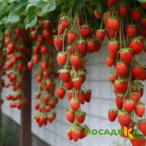 Клубника вьющаяся Комплимент купить по цене от 470р. в интернет-магазине «Посадика» с доставкой почтой в в Радужныйе и по всей России – [изображение №1].