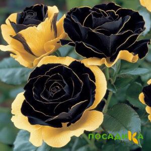 Роза Ханни Сикл купить по цене от 700р. в интернет-магазине «Посадика» с доставкой почтой в в Радужныйе и по всей России – [изображение №1].