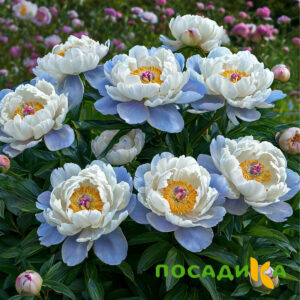 Пион акварельный Этюд купить по цене от 806р. в интернет-магазине «Посадика» с доставкой почтой в в Радужныйе и по всей России – [изображение №1].