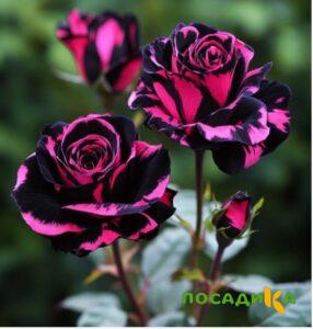 Роза Багровый Шепот купить по цене от 366р. в интернет-магазине «Посадика» с доставкой почтой в в Радужныйе и по всей России – [изображение №1].