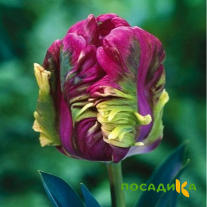 Тюльпан Экзотик Хэвен купить по цене от 186р. в интернет-магазине «Посадика» с доставкой почтой в в Радужныйе и по всей России – [изображение №1].